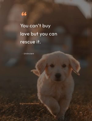 sweet rescue dog quotes