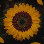 90 Sunflower Quotes To Inspire and Brighten Your Day