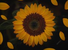 90 Sunflower Quotes To Inspire and Brighten Your Day