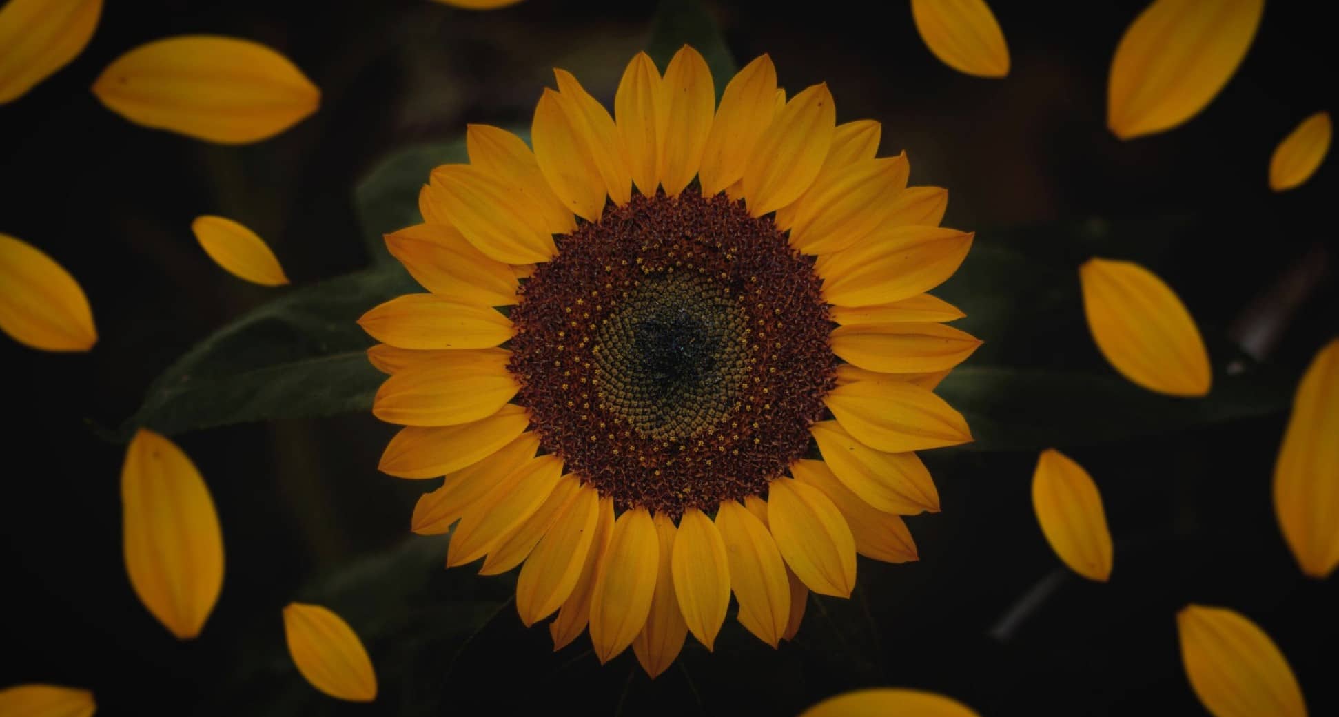 90 Sunflower Quotes To Inspire and Brighten Your Day
