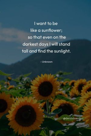 Sunflower Quotes For Him