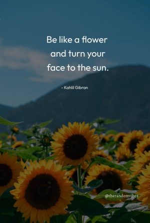 Sunflower Sayings