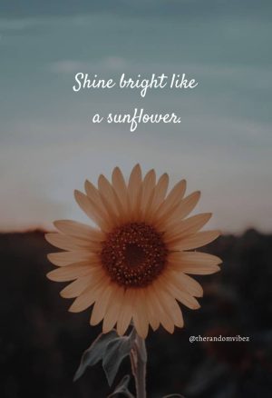 sayings for sunflowers