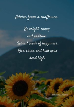 sunflower quotes pictures