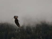 Top 90 Eagle Quotes To Soar High In The Sky