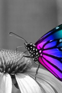 Butterfly Quotes that'll Inspire Transformation