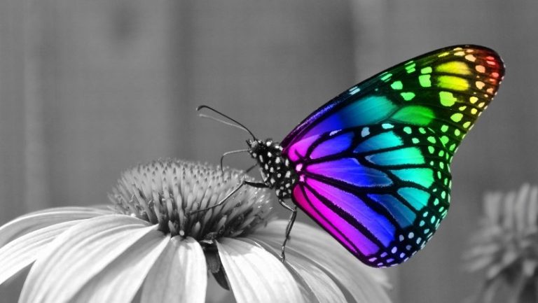 Butterfly Quotes that'll Inspire Transformation