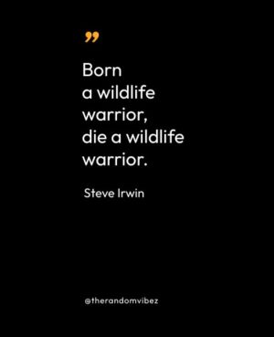 Steve Irwin Quotes