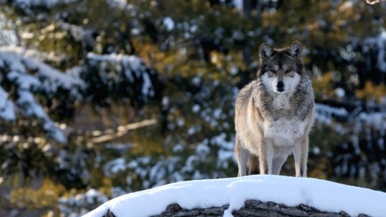 Lone Wolf Quotes For Motivation