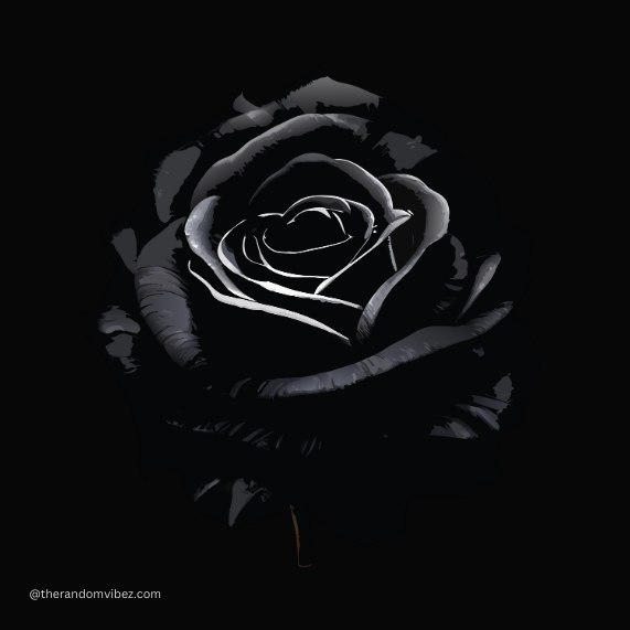 black rose dp for whatsapp​