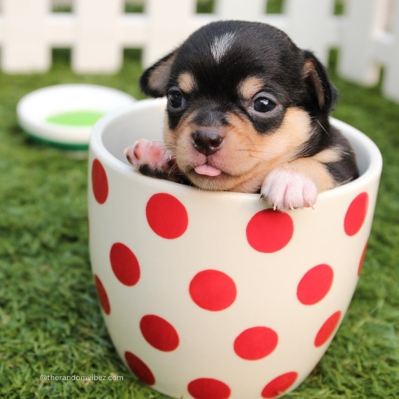 cute dp whatsapp​