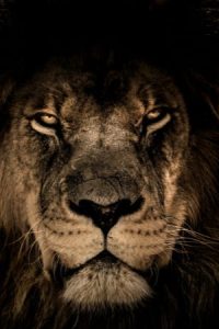 Powerful Lion Quotes To Inspire You