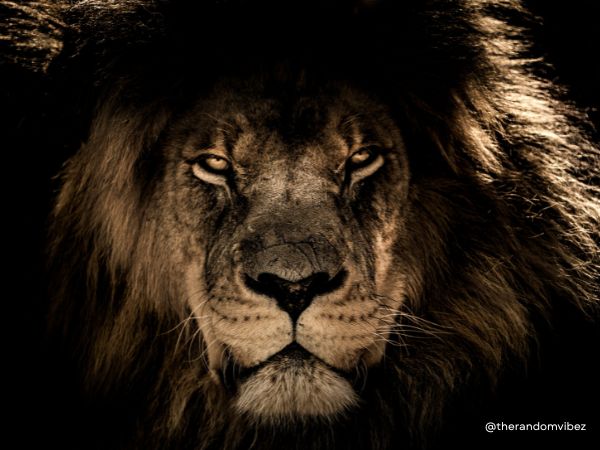 Powerful Lion Quotes To Inspire You