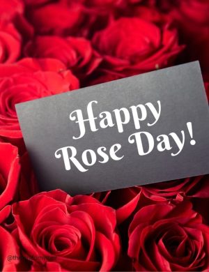 happy rose day messages